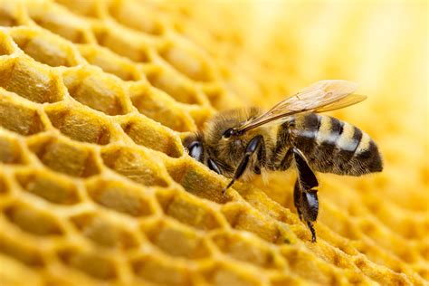 imágenes de abejas
